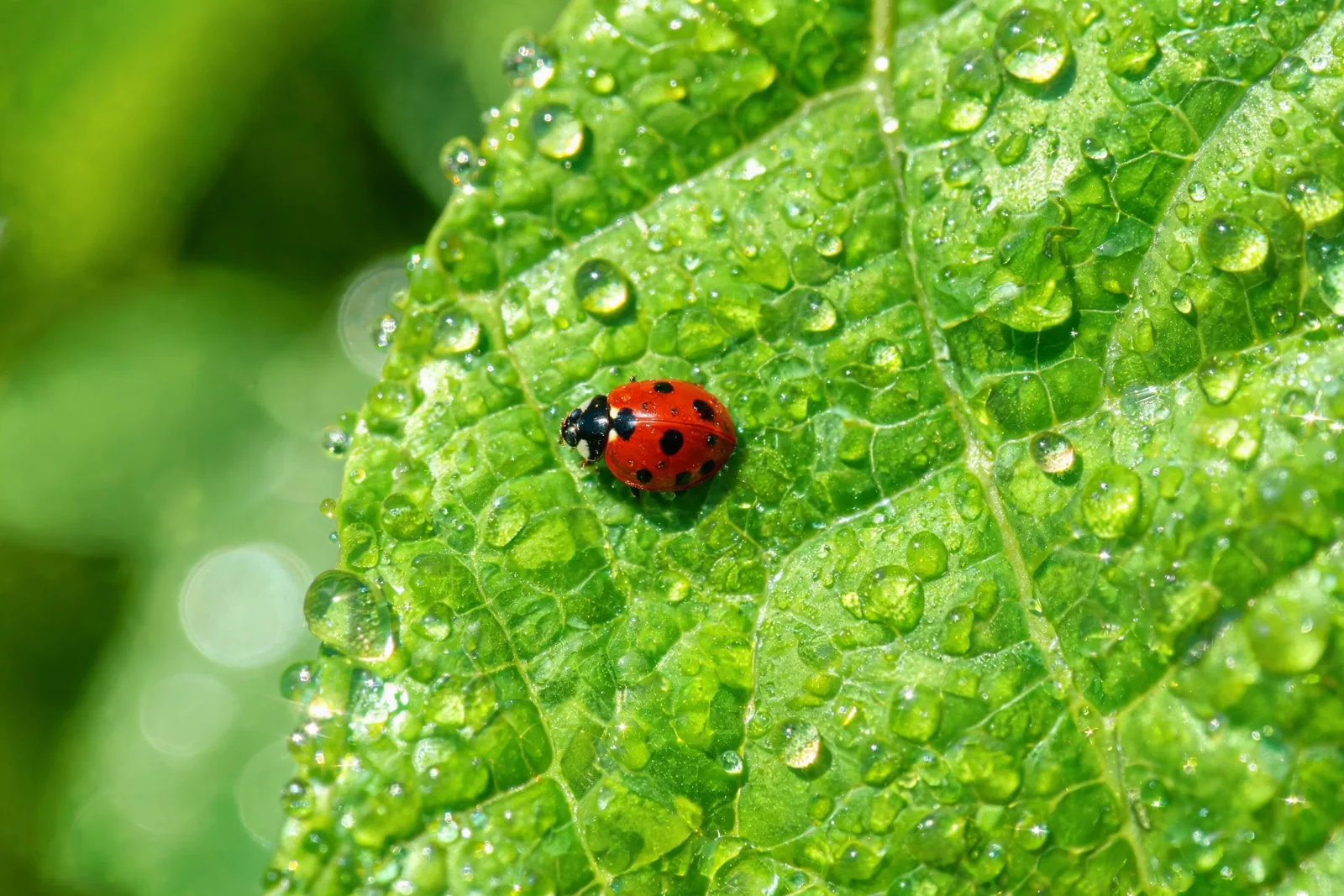 Macro photo of a ladybug on a dewy green leaf, generated with Seedream 5.0 Lite